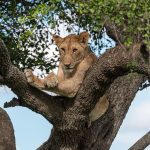 Quelques infos pratiques sur l’organisation d’un safari en Tanzanie