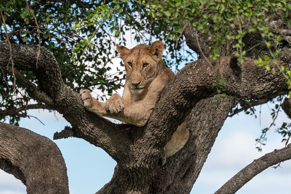 lion safari tanzanie