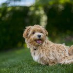 Santé de vos animaux : tout passe par l’alimentation
